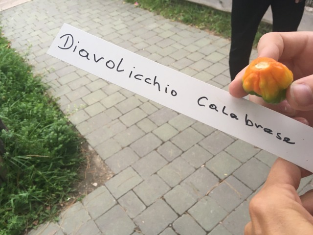 Nawi