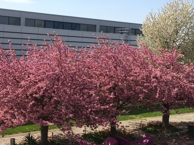 Frühling