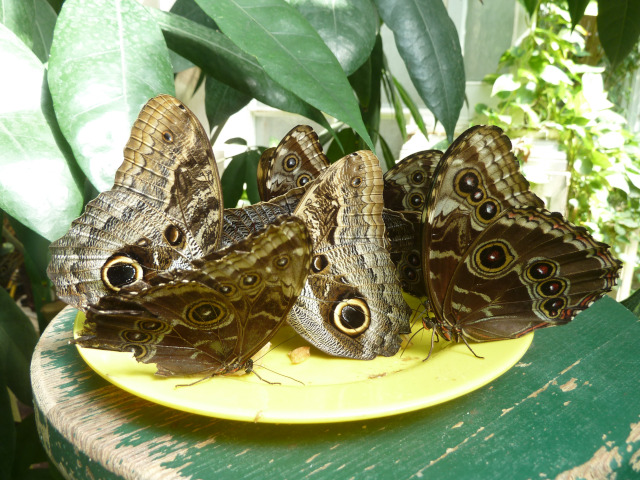 Schmetterlingshaus